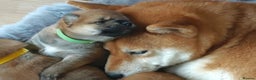 Japanese Shiba Inu dogs for sale: Healthy Kc reg Shiba babies - Advert 11