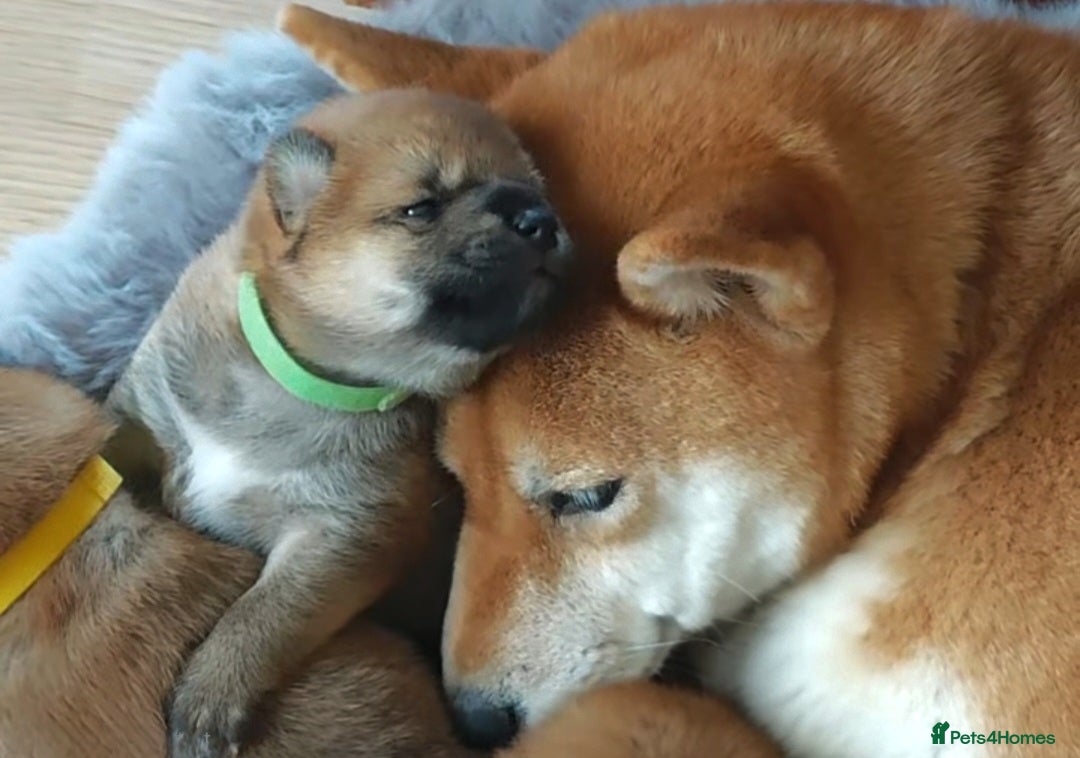 Japanese Shiba Inu dogs for sale: Healthy Kc reg Shiba babies - Advert 11