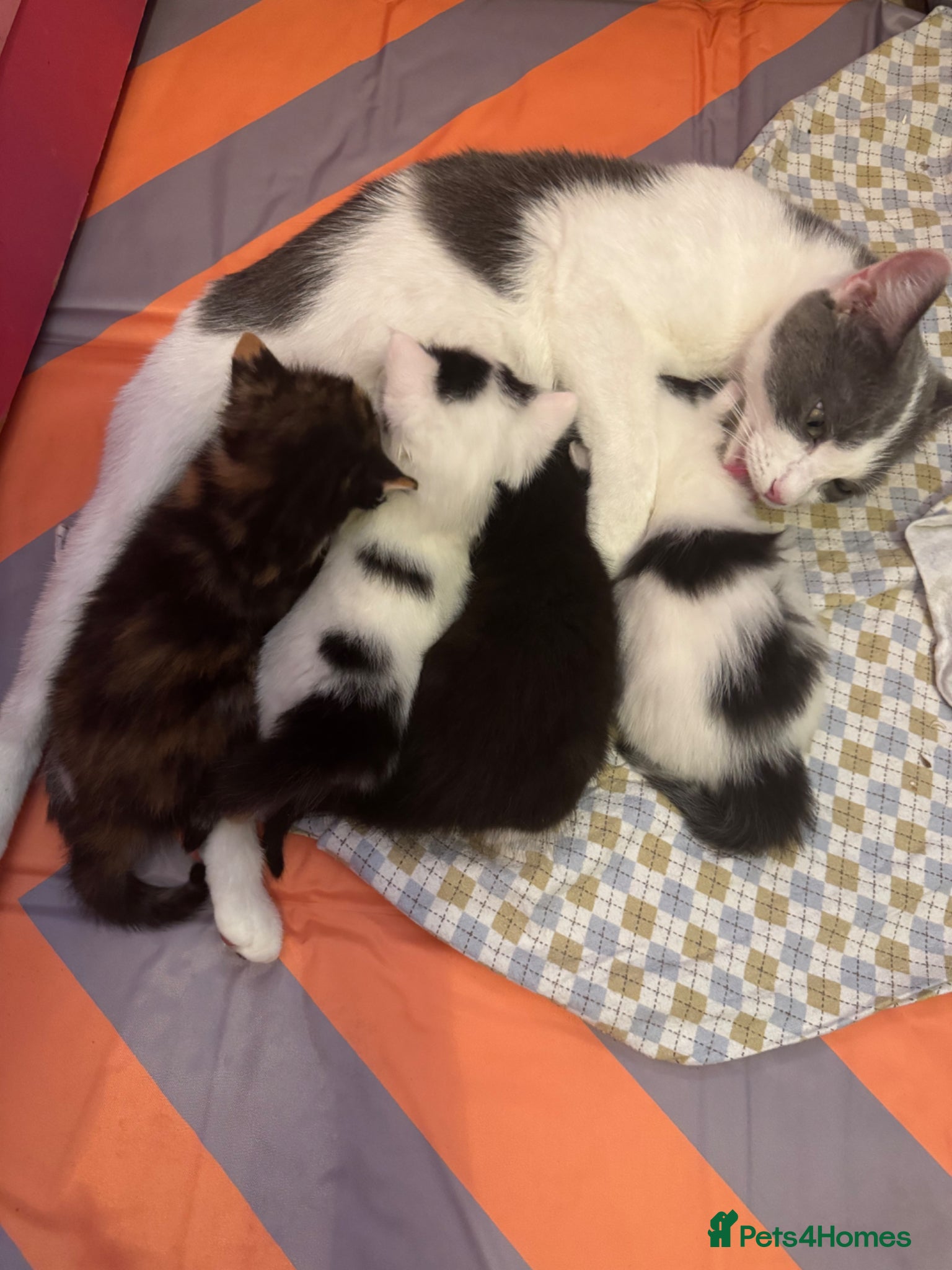 Mixed Breed cats My cat gave birth to cute 4 kittens  - Advert 2