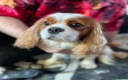 Cavalier King Charles Spaniel dogs for stud: Fully health tested proven Kc reg, multi gen clear in Wrexham - Image 11
