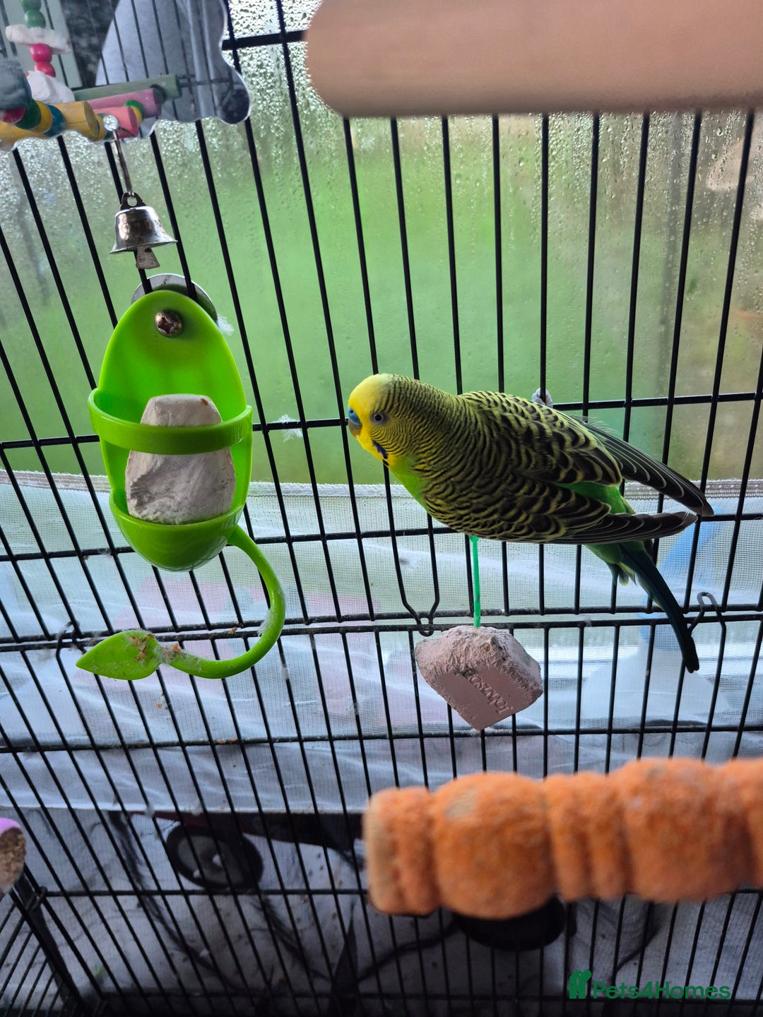 Budgerigars birds for sale: Cute budgie for sale - Advert 1