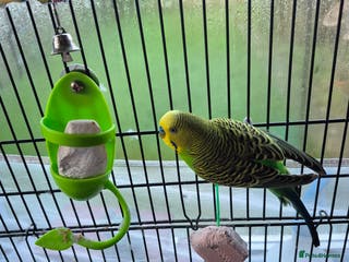 Budgerigars birds Cute budgie for sale - Advert 1