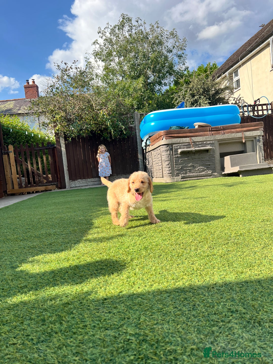 Labradoodle dogs for sale: Gorgeous Litter of F1 Labradoodle Puppies  in Lydbury North - Image 4