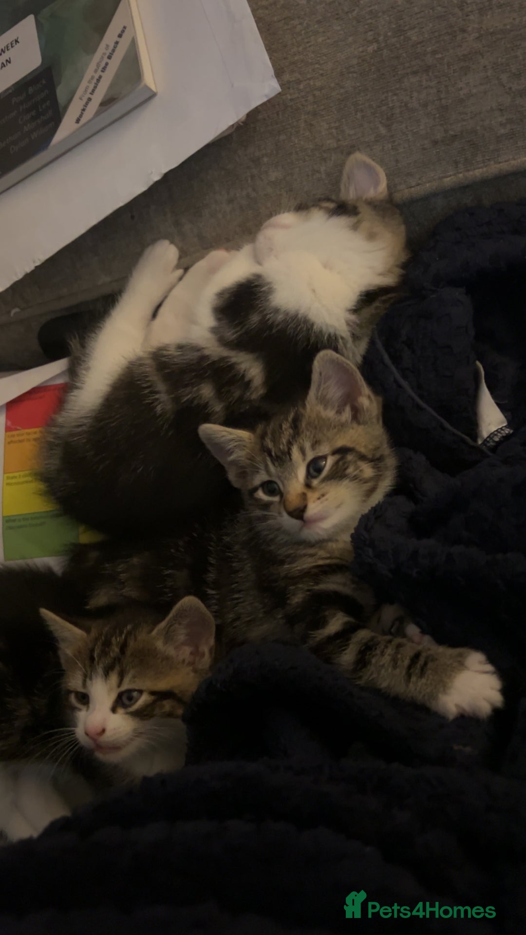 Domestic Shorthair cats for sale: Domestic short hair tabby kittens   - Advert 2