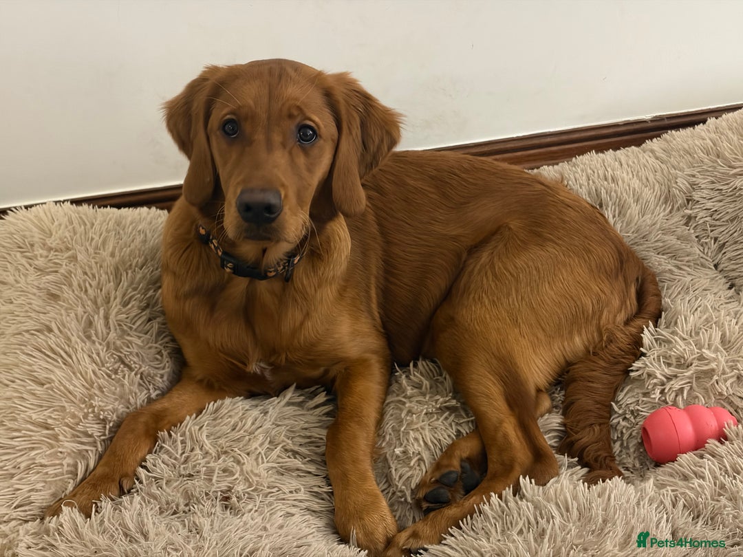 Golden Retriever dogs for sale: Beautiful Young Working Golden Retriever Female - Advert 2
