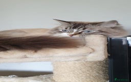 British Longhair cats for sale: Ragdoll kittens  - Image 4