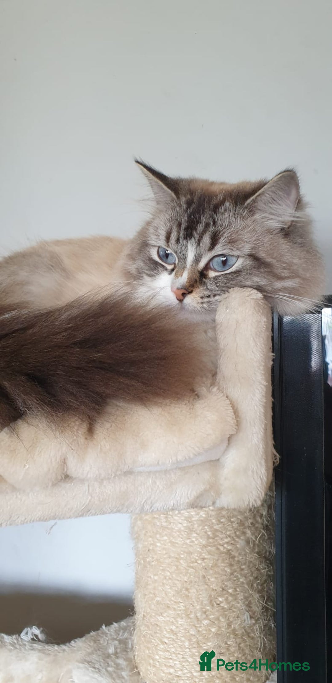 British Longhair cats for sale: Ragdoll kittens  - Image 4