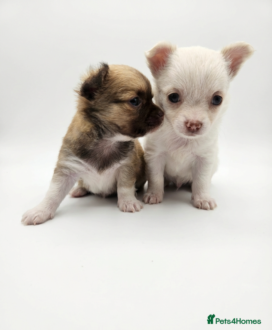 Chihuahua dogs 🐶 Chihuahua Puppies Looking for Loving Homes 🏡 - Advert 3