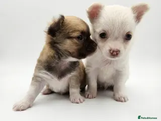 Chihuahua dogs 🐶 Chihuahua Puppies Looking for Loving Homes 🏡 - Advert 3