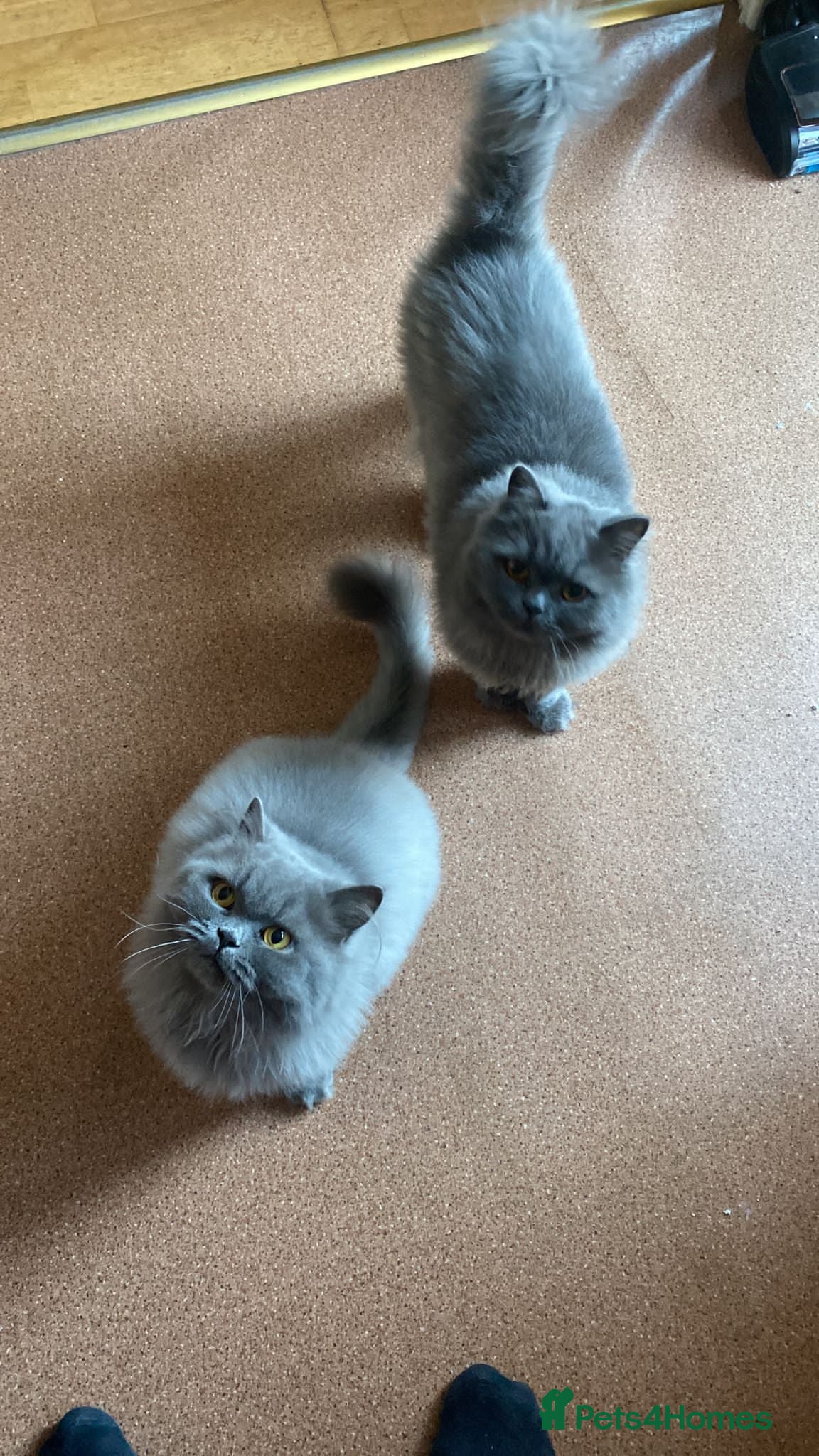 British Longhair cats Two British longhaired blue adult cats - Advert 10