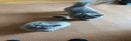 British Longhair cats for sale: Two British longhaired blue adult cats - Advert 1