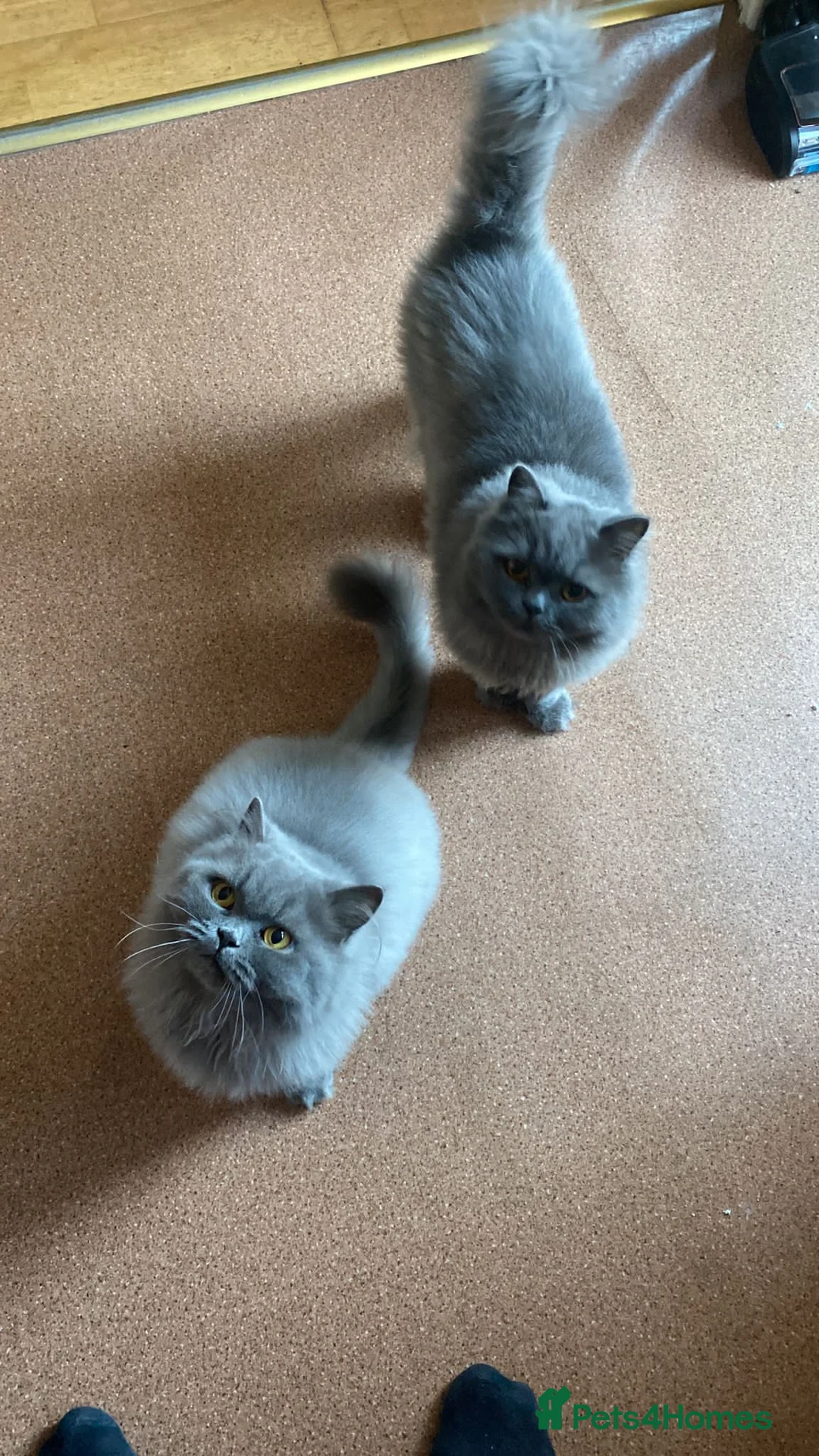 British Longhair cats for sale: Two British longhaired blue adult cats - Advert 1