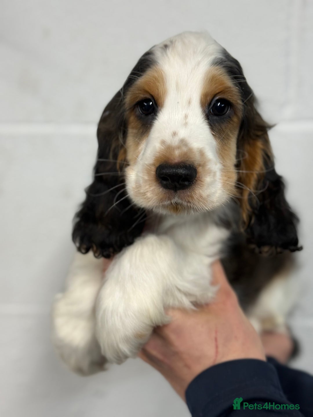 Cocker Spaniel dogs for sale: True to type Show Cocker Spaniels - KC reg parents - Advert 4
