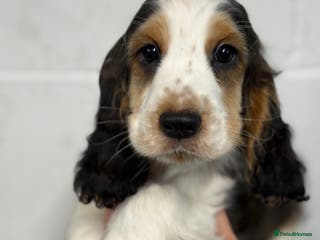 Cocker Spaniel dogs True to type Show Cocker Spaniels - KC reg parents - Advert 4