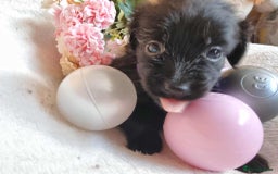 Mixed Breed dogs for sale: Miniature Dachshund x Pomeranian Puppies - Image 2