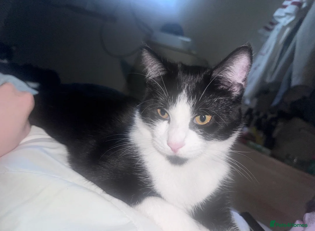 Mixed Breed cats for sale: Two male 8 month old kittens  - Advert 7