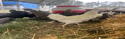 Chickens poultry for sale: Point of lay hybrid hens  - Advert 3