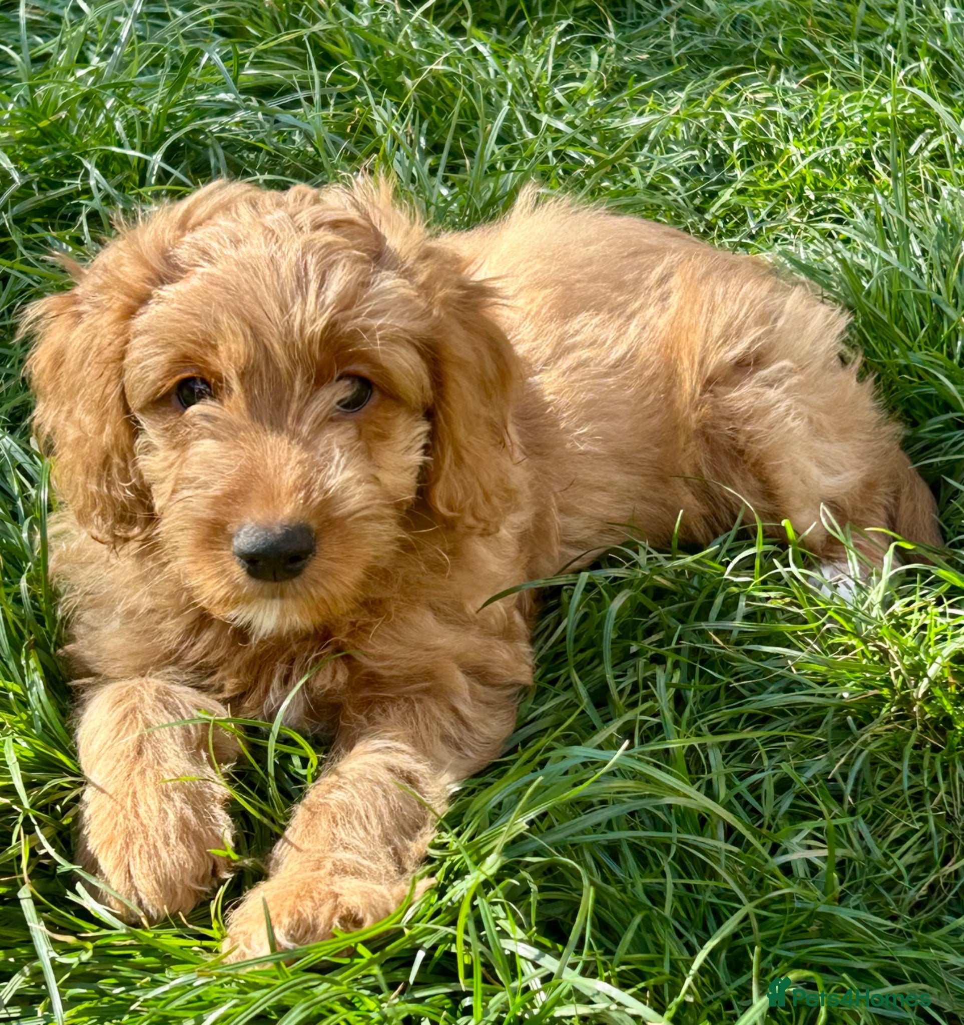 Mixed Breed dogs Tollerdoodle 2x Girls Available Now - Advert 13