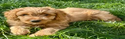 Mixed Breed dogs for sale: Tollerdoodle *last remaining Girl Available* Now - Advert 10