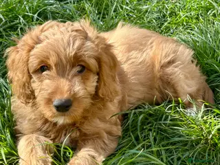 Mixed Breed dogs Tollerdoodle 2x Girls Available Now - Advert 13