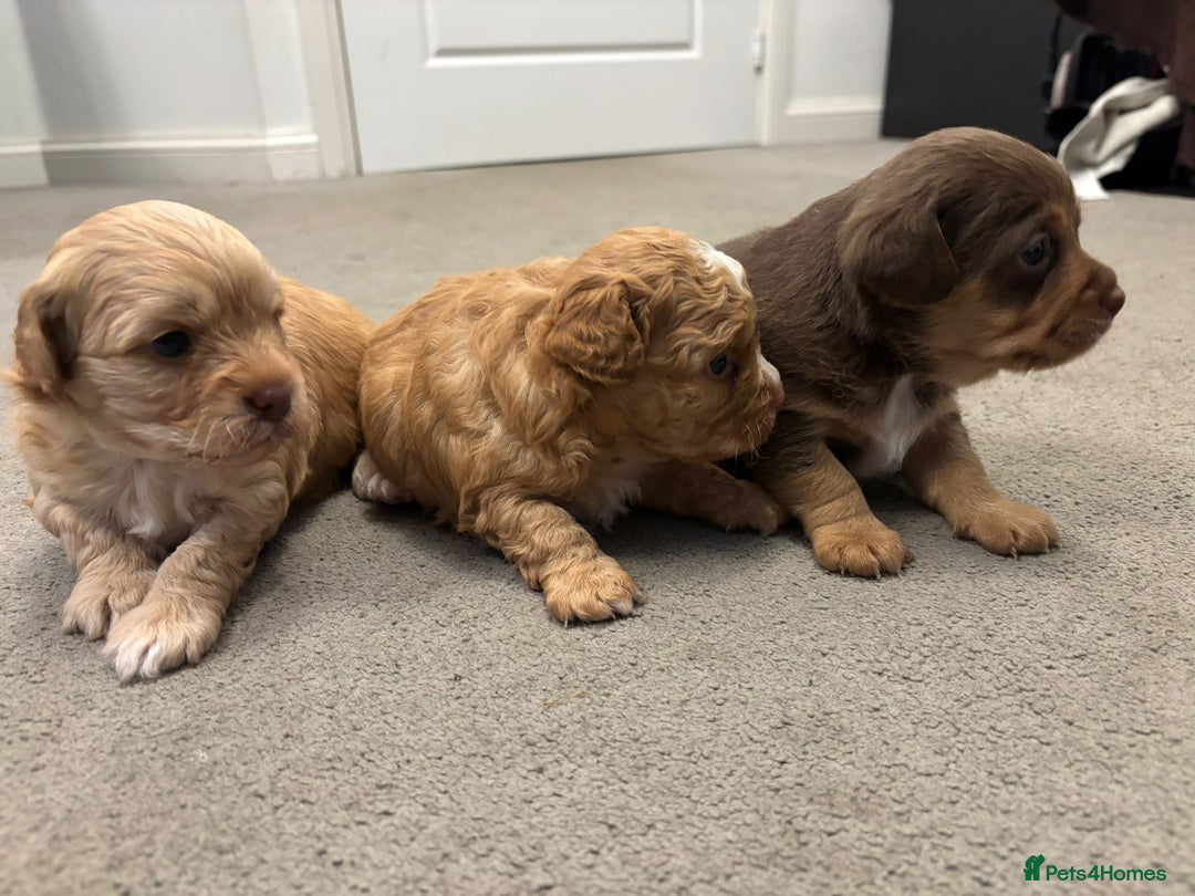 Mixed Breed dogs for sale: Cockapoochi Puppies - Image 7