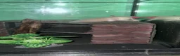 Axolotl reptiles for sale: Axolotls  - Advert 4