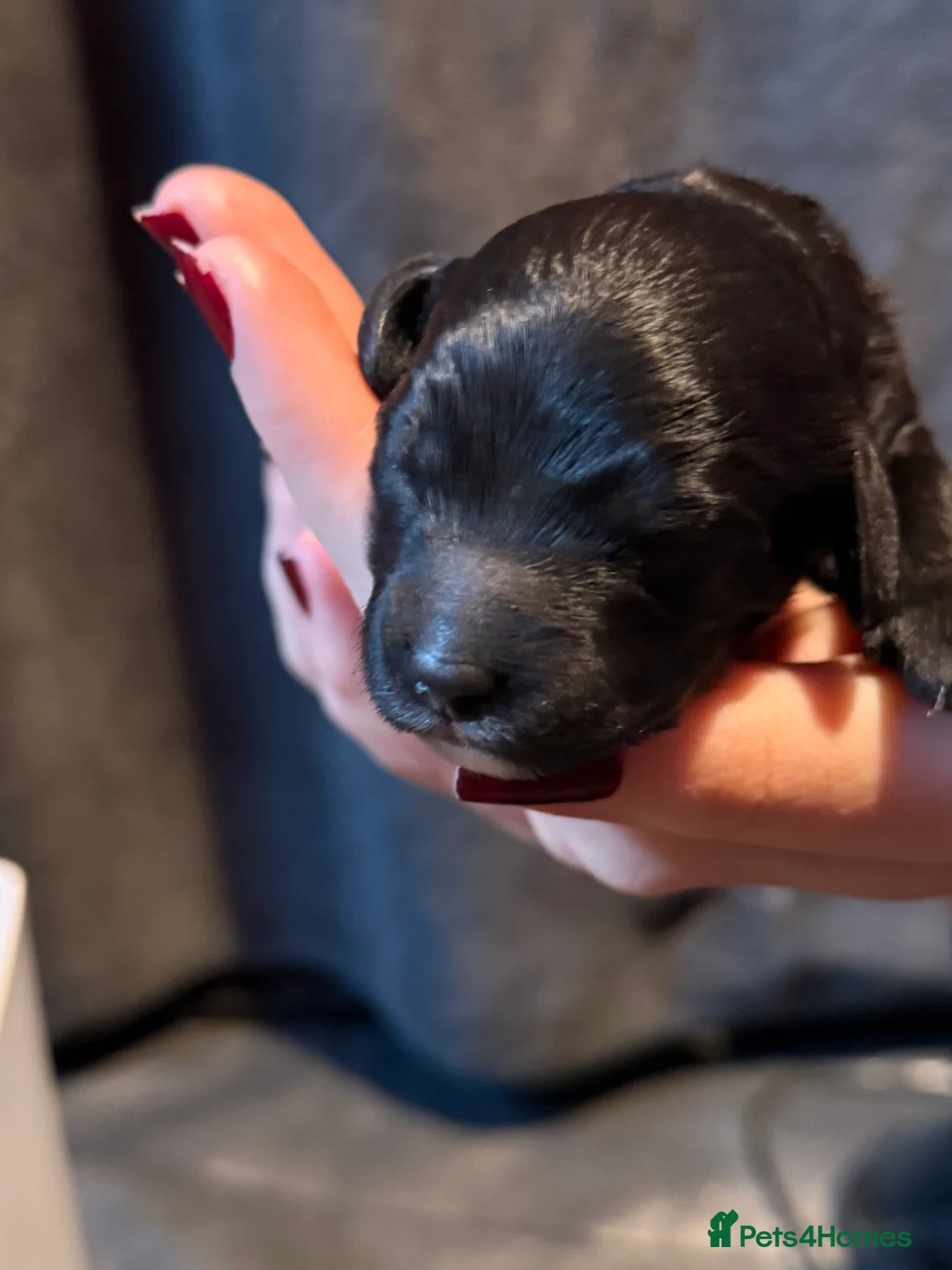 Cavapoo dogs for sale: F1b Health tested Phantom chocolate Merle Cavapoo - Advert 14