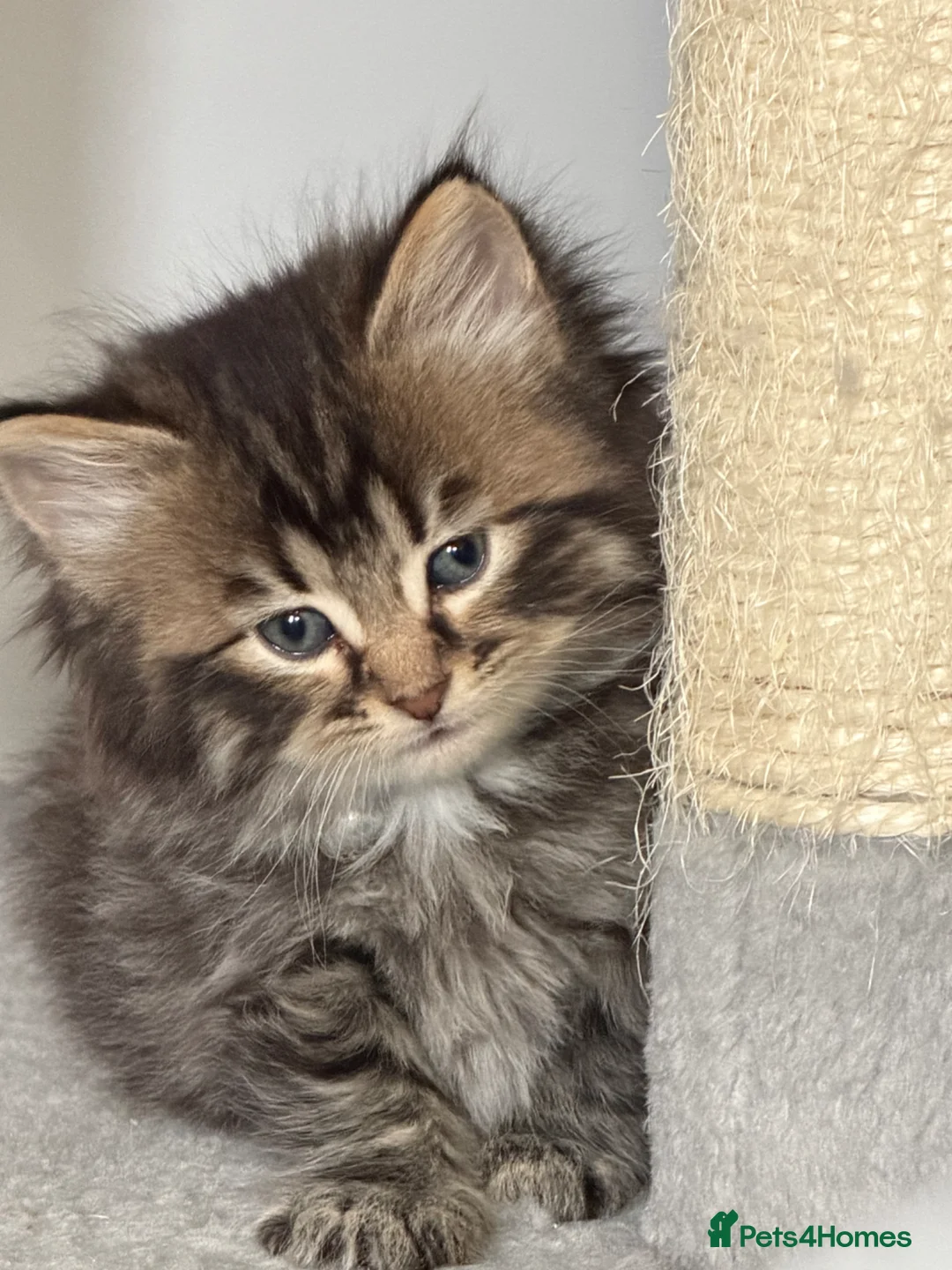 Mixed Breed cats for sale: 🌻Domestic Long-Haired Ready2Go🌻  - Advert 1