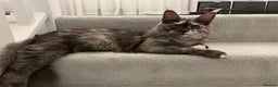 Maine Coon cats for sale: Exceptional Maine Coon Looking for Caring Family - Advert 1