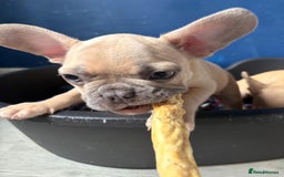 French Bulldog dogs for sale: Litter of French bulldog puppies in Harwich - Image 30