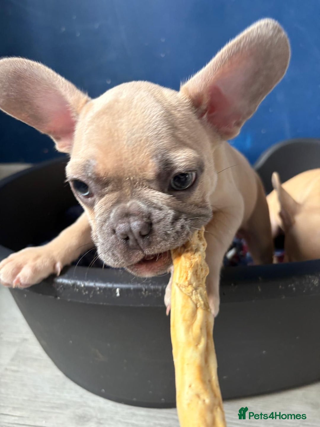 French Bulldog dogs for sale: Litter of French bulldog puppies in Harwich - Image 30