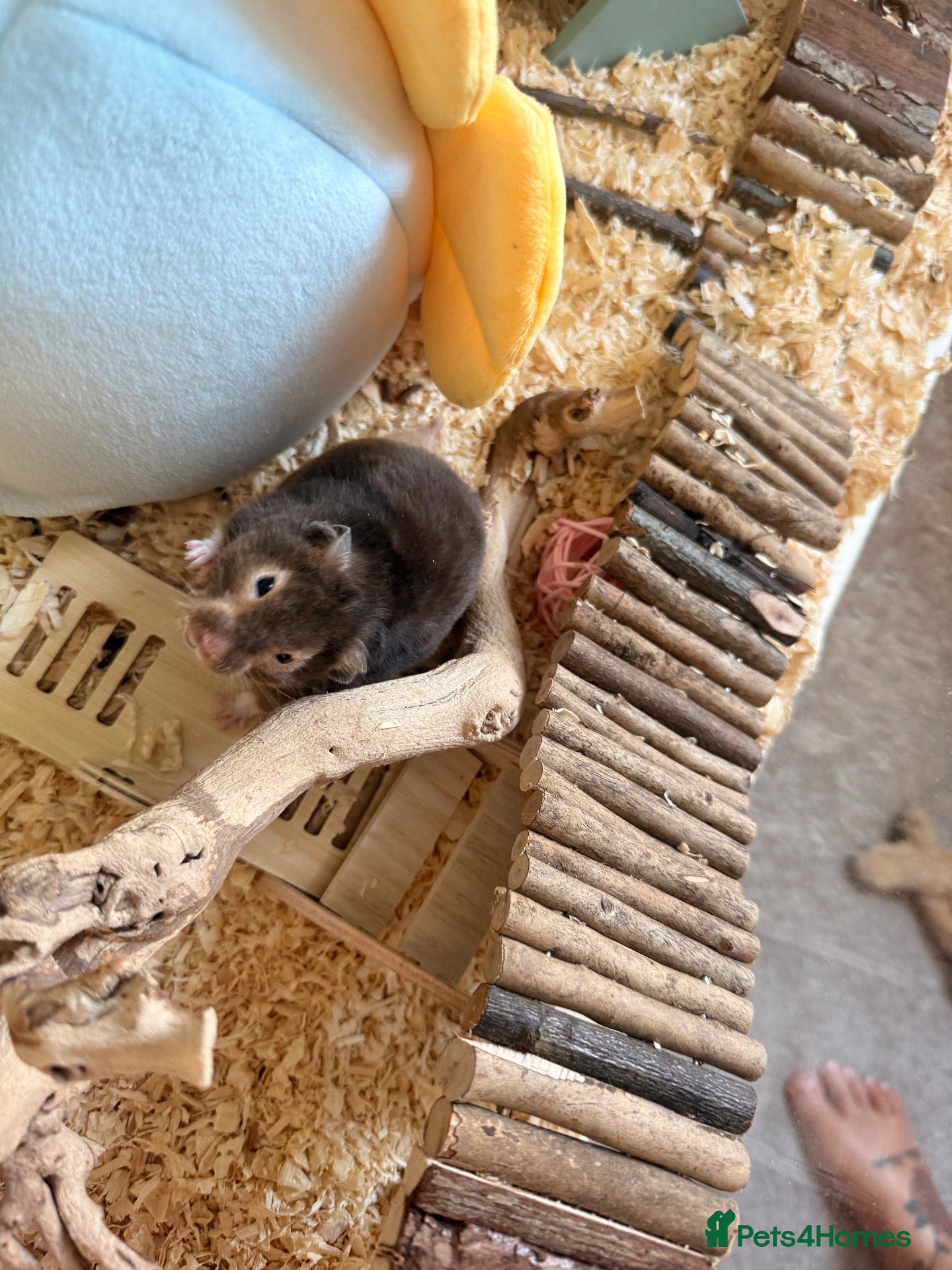 Hamster rodents for sale: Tame hamster male.  - Advert 1