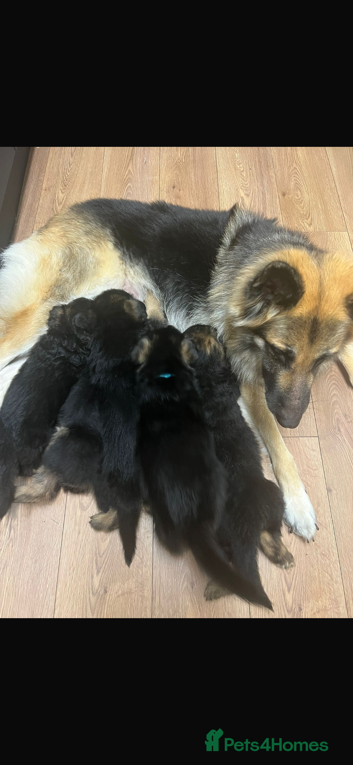 German Shepherd dogs German shepherd puppies  - Advert 1