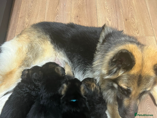 German Shepherd dogs German shepherd puppies - Advert 2