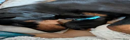 Dobermann dogs for sale: Ready for new homes today!Vaccination✅ microchip✅ - Advert 19