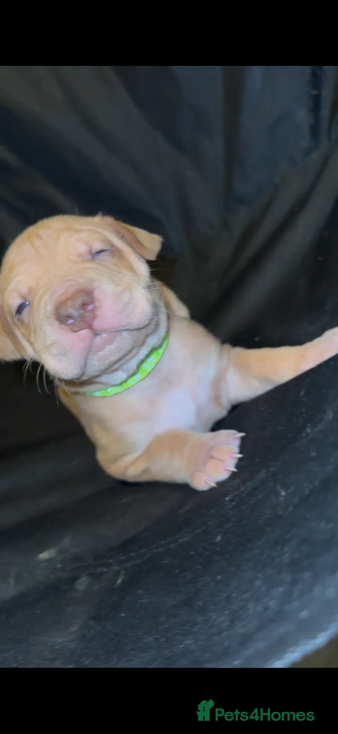 Mixed Breed dogs for sale: Staff X Sharpei puppies  - Advert 15