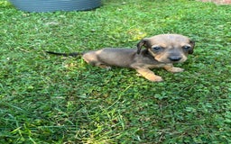 Dachshund dogs for sale: Gorgeous dachshund puppies - Image 5