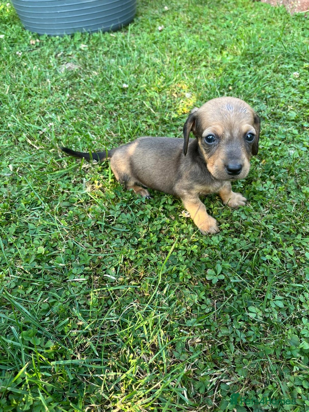 Dachshund dogs for sale: Gorgeous dachshund puppies - Image 5