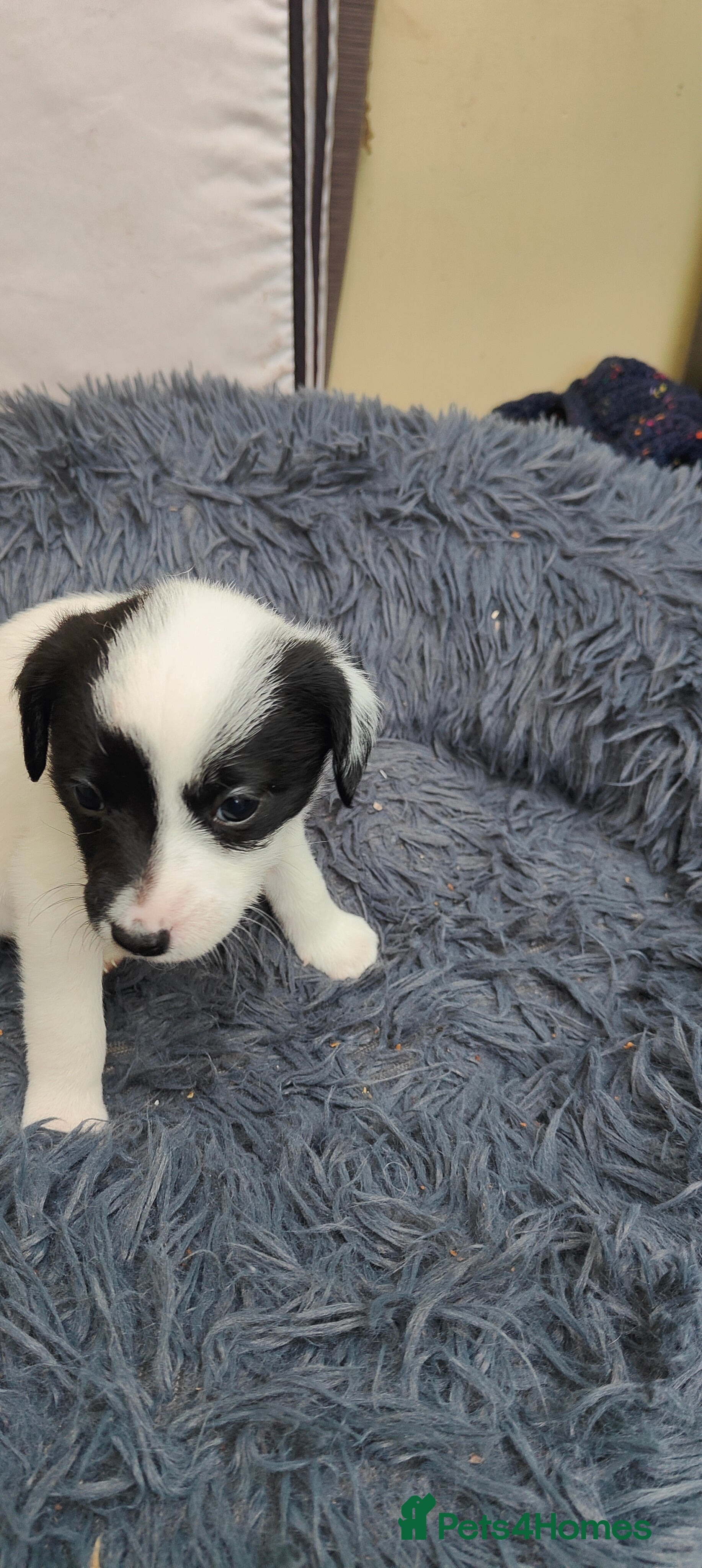 Mixed Breed dogs Lowchen (non Shedding like Poodle ) x Patterdale  - Advert 3