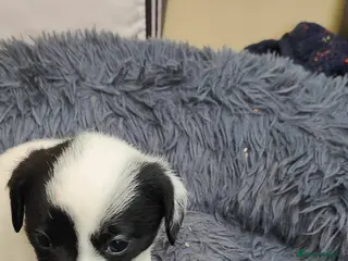 Mixed Breed dogs Lowchen (non Shedding like Poodle ) x Patterdale - Advert 3