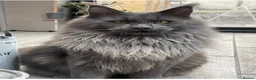 Maine Coon cats for sale: Cream Smoke Male Available - Advert 7