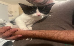 Mixed Breed cats for sale: Beautiful female kitten  - Image 8