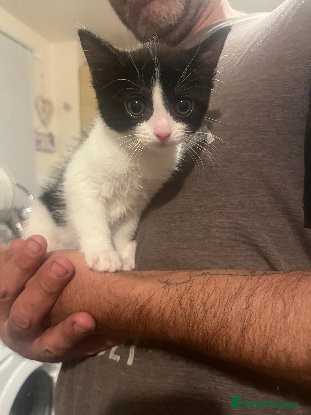 Mixed Breed cats for sale: Beautiful female kitten  - Image 8