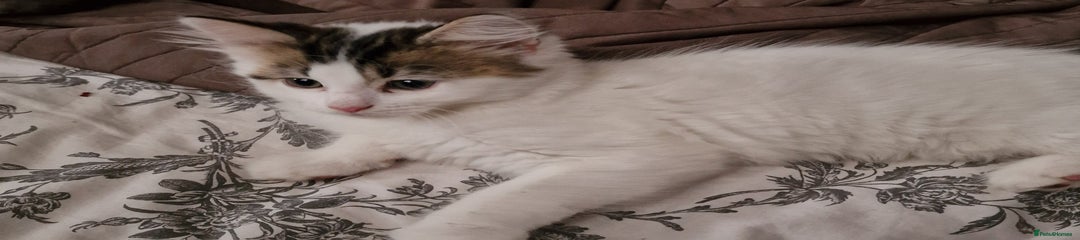 Persian Kitten 1