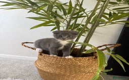 Scottish Fold cats for sale: Scottish fold X British Blue kittens for sale.  - Image 6