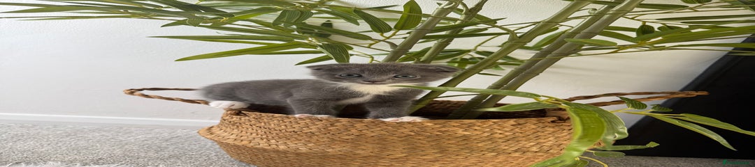 Scottish Fold Kitten 3