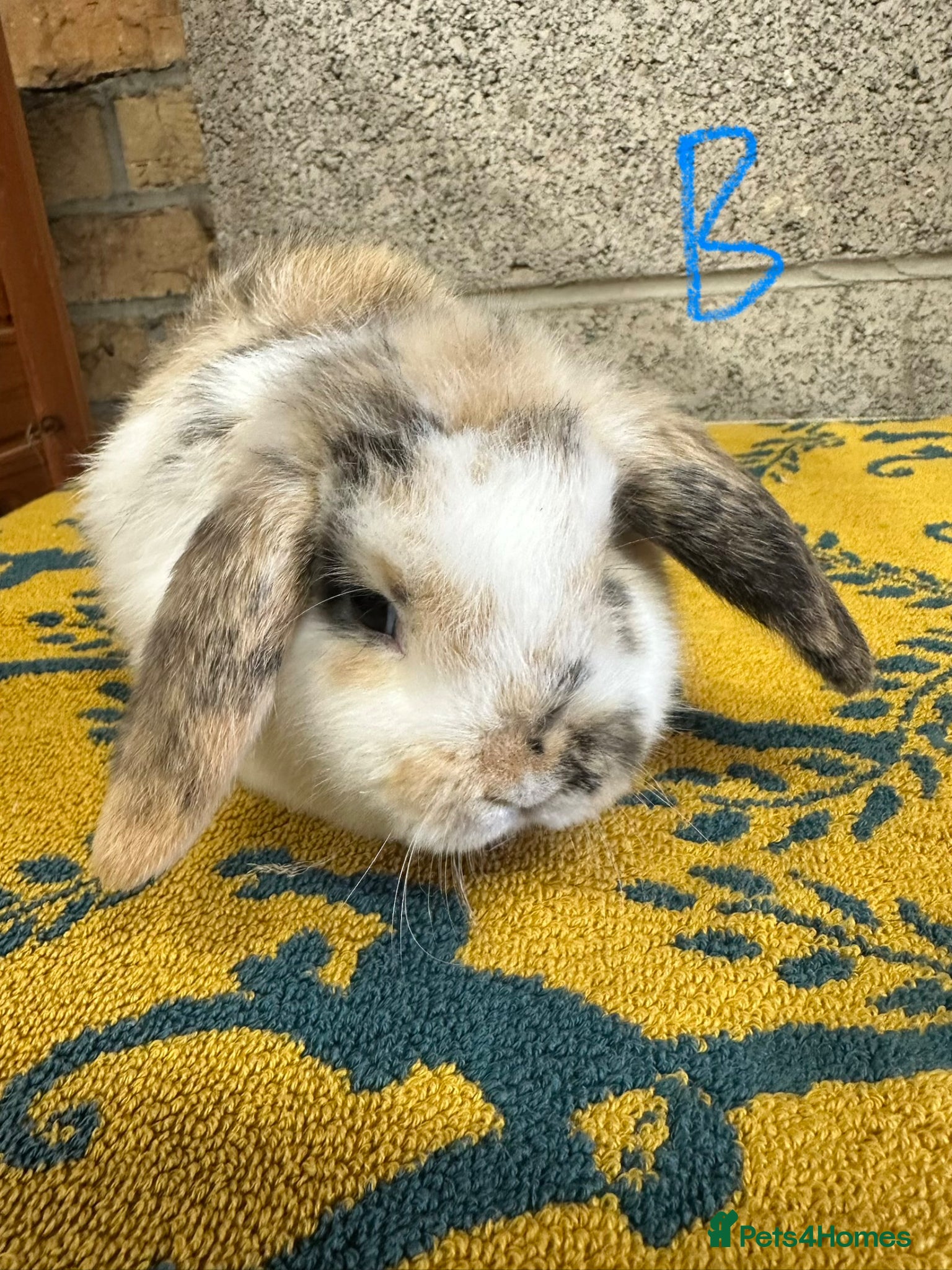 Mini Lop rabbits Mini Lop rabbits For Sale  - Advert 2