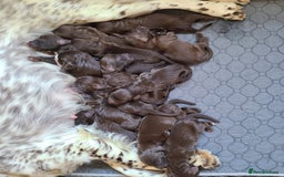 Sproodle dogs for sale: Gorgeous F1 Chocolate Sproodle Puppies - Image 2