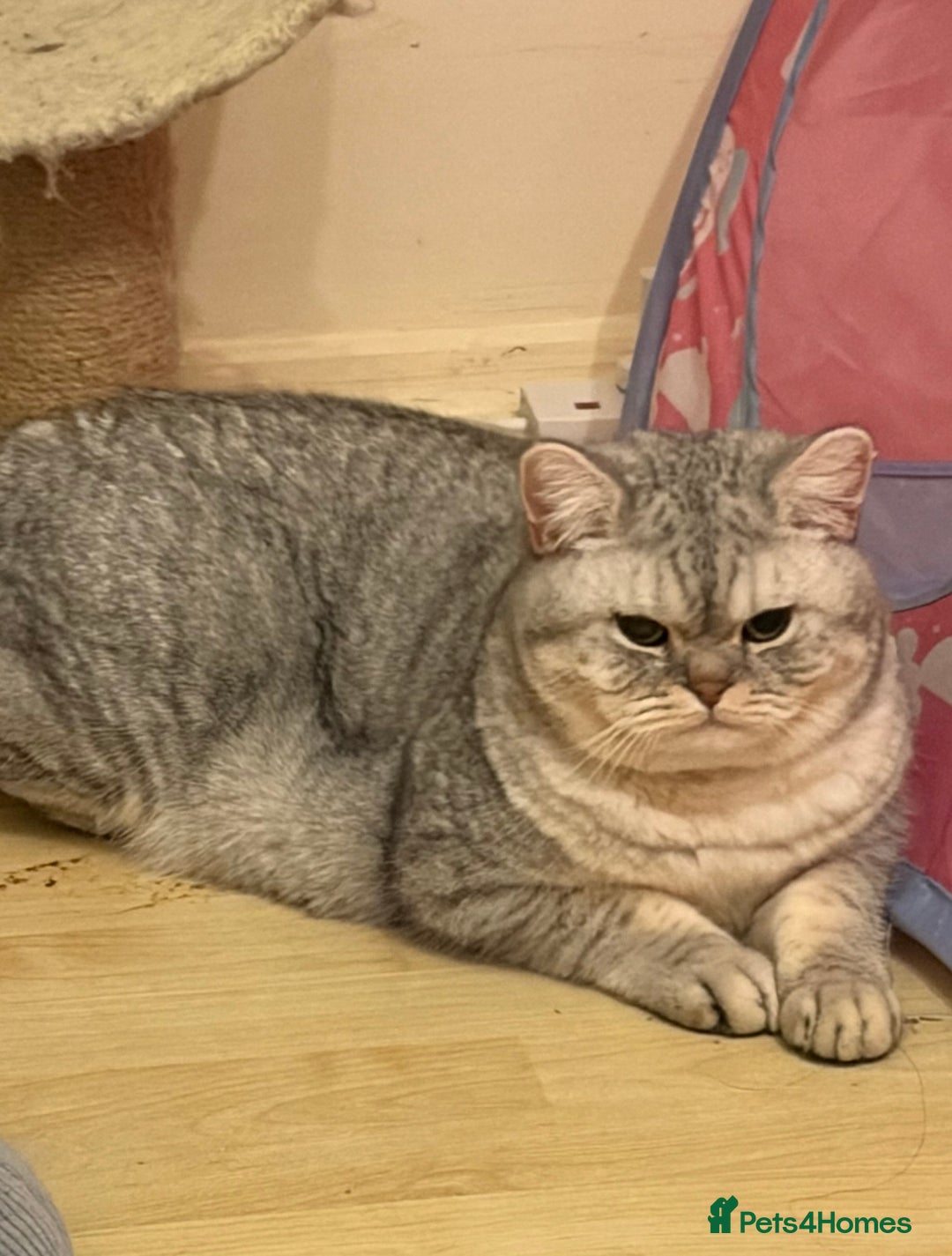 British Shorthair cats for sale: 3 Kittens•Full Pedigree•Champions bloodline•GCCF - Advert 19