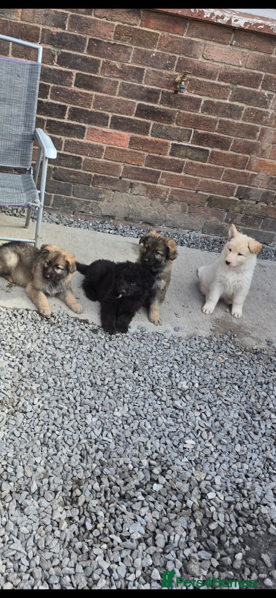 German Shepherd dogs 💥 READY TO LEAVE A WEEK TODAY💥💕Lunas pups 💕 - Advert 11